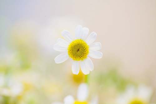 daisy white daisy flower in bloom white