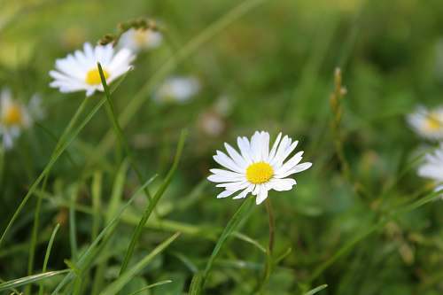 daisies white daisy flowers daisy
