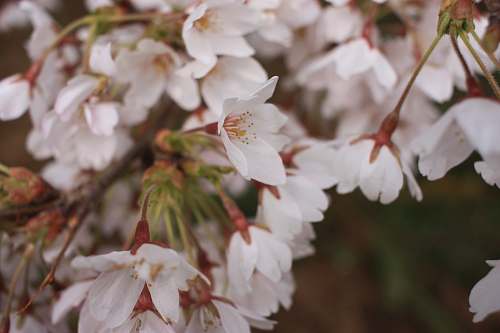 plant white flowers cherry blossom