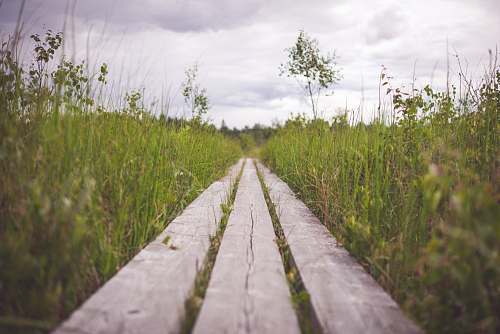 nature brown wooden frame on green grass during daytime path