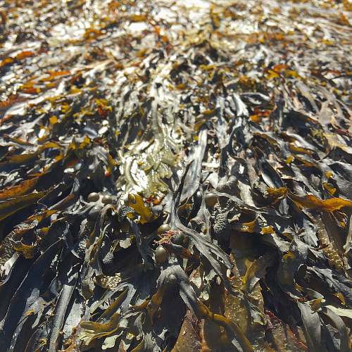 seaweed closeup photography of green leafed plant ocean