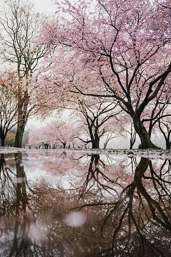 tree cherry blossom trees near river blossom