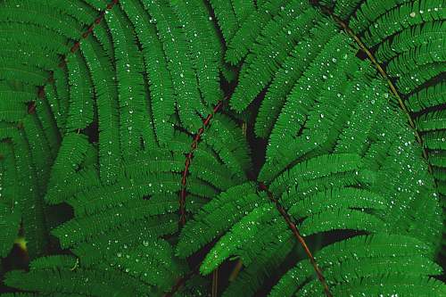 plant shallow focus photography of green leafed plant green