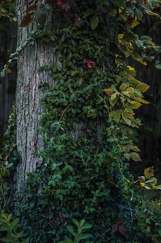 flora green leaf plants ivy