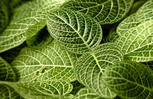 leaves green leaves leaf