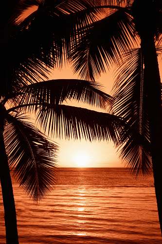 tree silhouette photography of two coconut trees near body water during golden hour palm tree