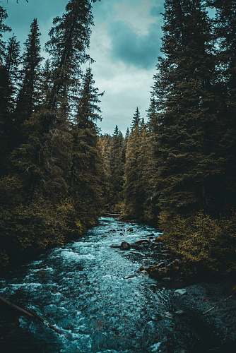 stream river between trees creek