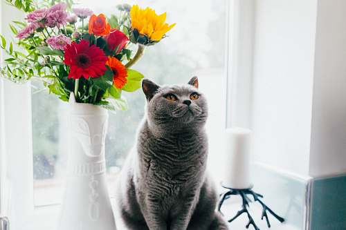 cat Russian blue cat standing near ceramic vase with artificial flowers vase