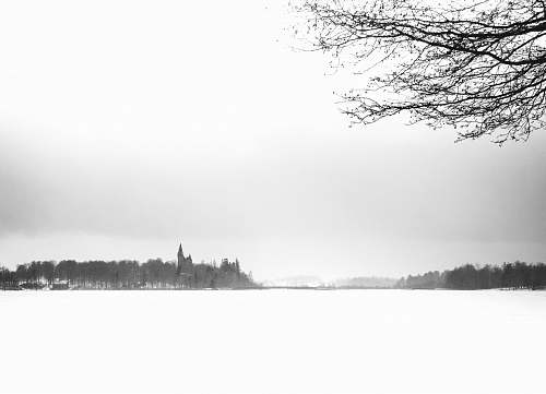 plant snowfield and trees during day tree