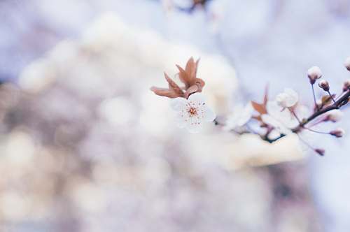blossom closeup photo of brown flowers cherry blossom