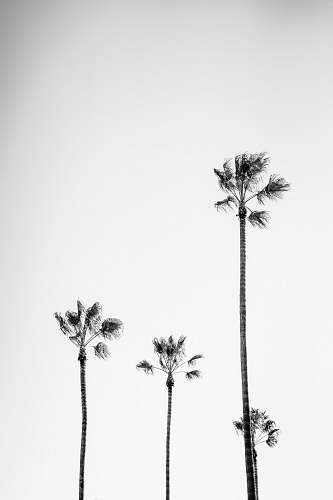 black-and-white four palm trees palm tree
