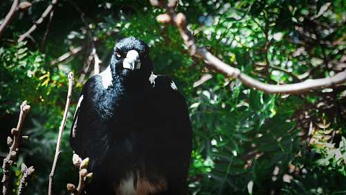 bird  magpie