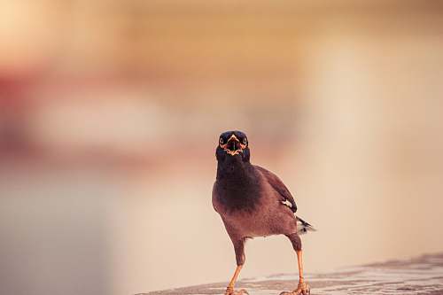 bird brown bird beak