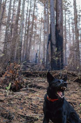 pet dog barking in the forest tree