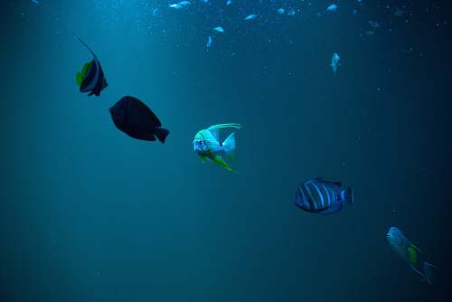 fish fish underwater surgeonfish