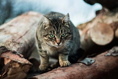cat gray cat standing on a tree branch pet