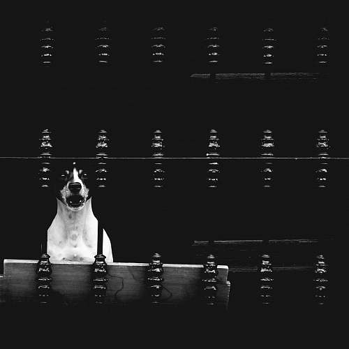 pet grayscale photo of do black-and-white