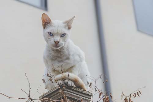 cat selective focus photography of white cat pet