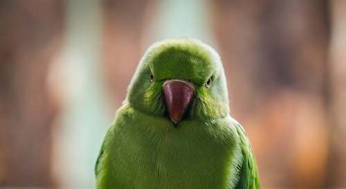 parrot shallow photography of green bird bird