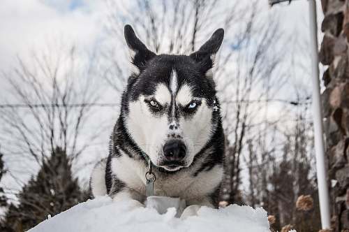 dog Siberian husky on snow during daytime husky