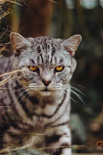 cat silver tabby cat pet