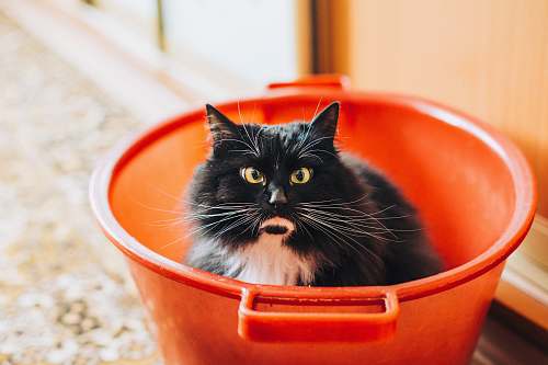 cat tuxedo cat inside bucket bucket