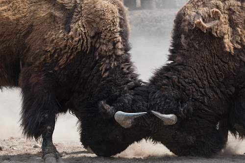wildlife two bisons fighting head bison