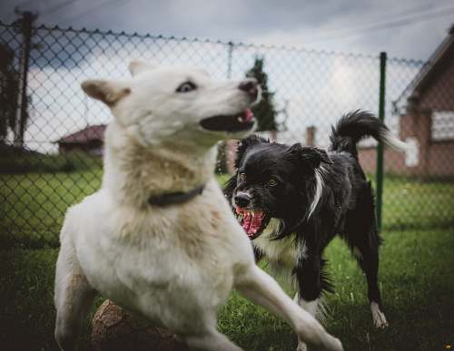 dog two black and white dogs near link fence husky
