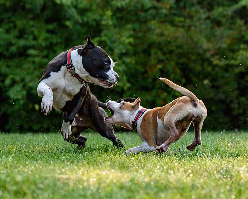 dog two short-coated brown and black dogs playing dogs