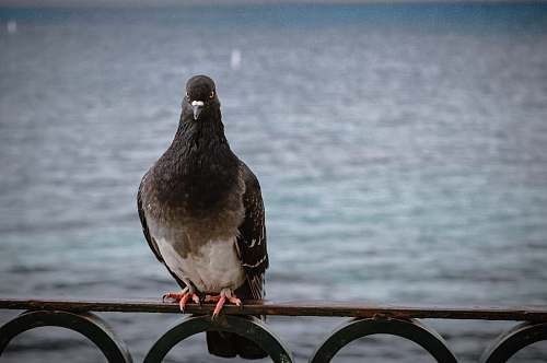 pigeon selective focus photography of wild dove corfu