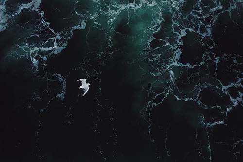 water white bird flying under body of water sea
