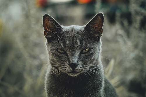 animal shallow focus photography of gray cat pet
