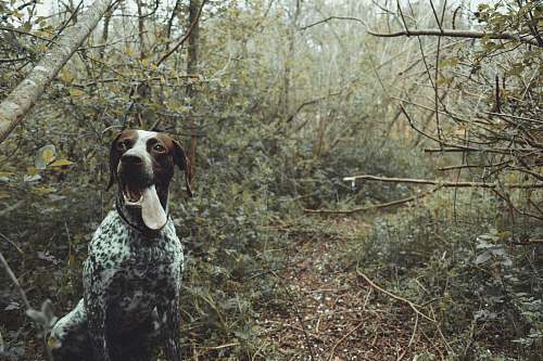 animal black, white, and brown dog pointer