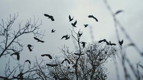 animal birds flying above bare tree during day bird