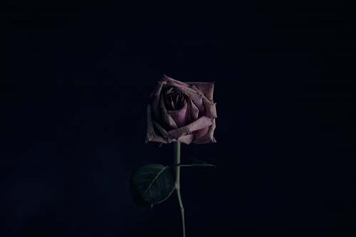 rose pink rose plant