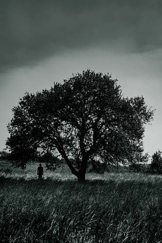 flora person standing under a tree plant