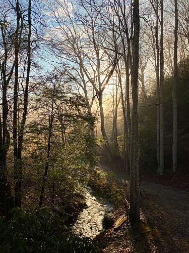 flare river between bare trees during daytime light