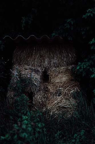 nature brown hay on green grass outdoors