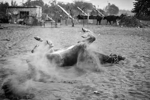 black-and-white grayscale photo of animal on ground grey