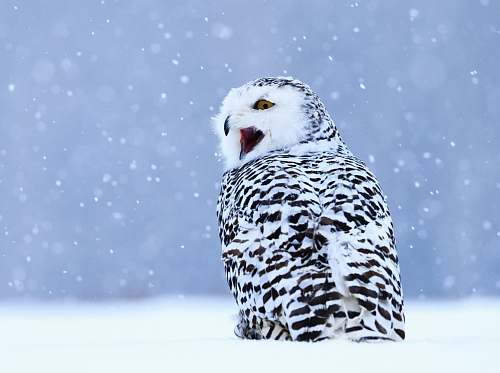 bird white and black owl on snow covered field nature