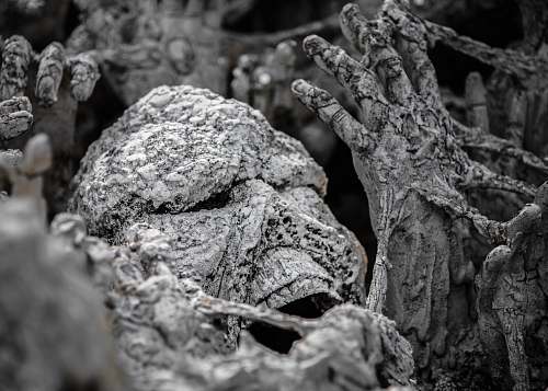 grey concrete covered skeleton fungus