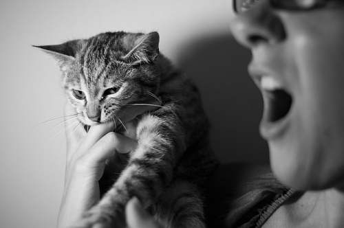 cat grayscale photography of person holding cat pet