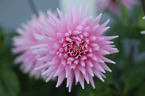 flower blooming pink chrysanthemum flower dahlia