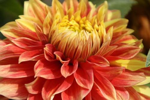 flower orange-petaled flowers dahlia