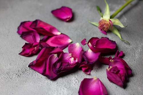 flower pink petal flower on floor petal