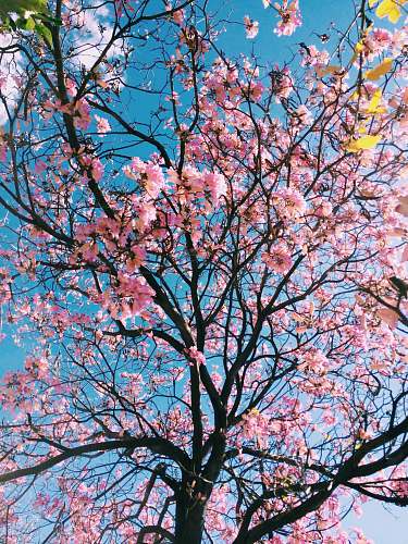 flower pink petaled flowering tree tree