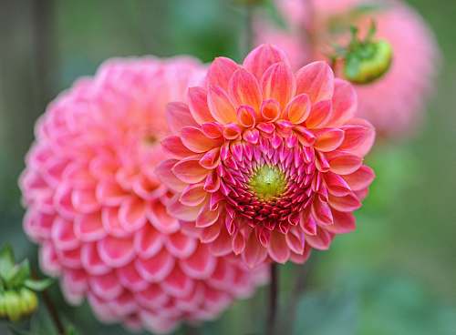 flower pink petaled flowers dahlia