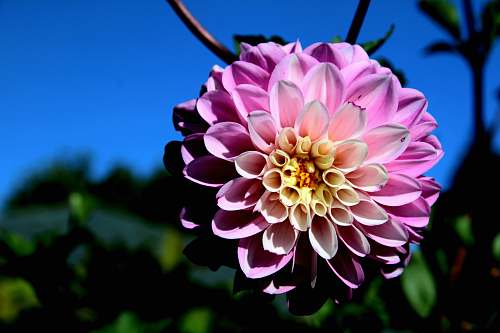 plant purple clustered-petaled floewr dahlia