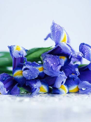 flower purple-petaled flowers with water dews iris