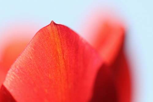 flower red petals wallpaper petal